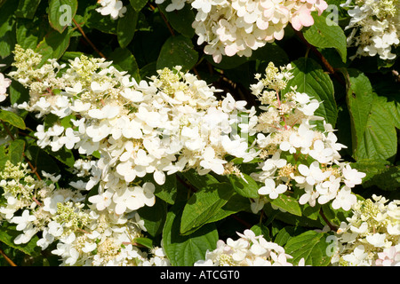 Hydrangea Paniculata Unique Stockfoto