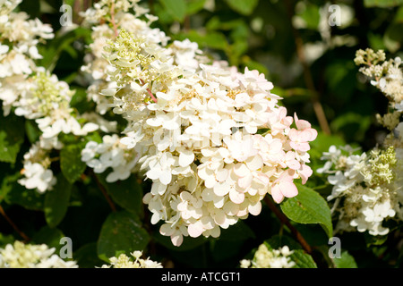 Hydrangea Paniculata Unique Stockfoto