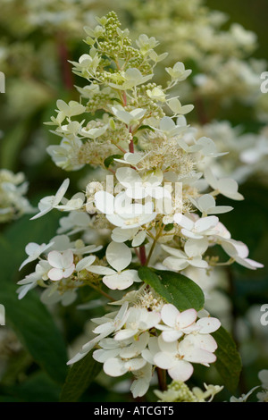 Hydrangea Paniculata Unique Stockfoto