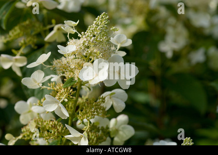 Hydrangea Paniculata Greenspire Stockfoto