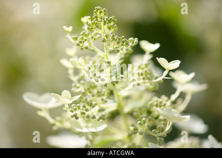 Hydrangea Paniculata Greenspire Stockfoto