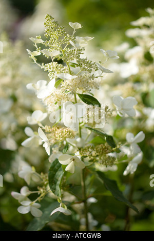 Hydrangea Paniculata Greenspire Stockfoto