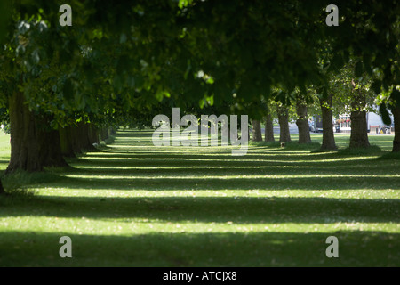 Wege der sommergrünen Bäumen im Windsor Great Park UK Stockfoto