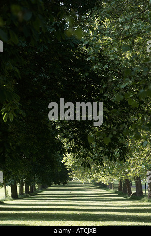 Wege der sommergrünen Bäumen im Windsor Great Park UK Stockfoto