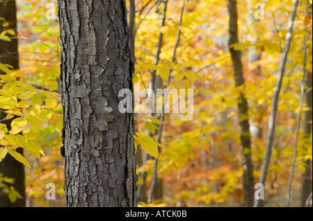 New England Herbst Landschaft Stockfoto