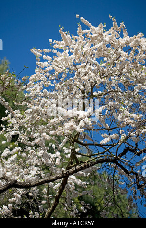 Kirsche Pfirsich Blüten Blüten blühen auf Ast im Frühjahr Stockfoto