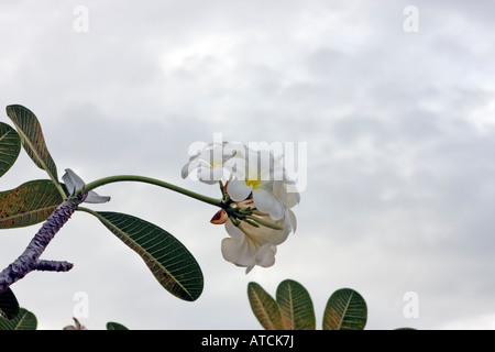 Blüten und Blätter von einem Frangipani, Plumeria Alba gegen bedecktem Himmel. 2. Februar 2008. Thailand Stockfoto