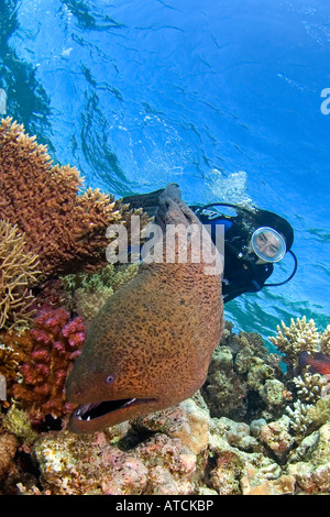 Taucher und Moray Aal im Korallenriff, Rotes Meer-Ägypten, Unterwasser, Tauchen, Tauchen, Meer, Meer, weibliche Taucher, ovale Maske, gefährlich, Stockfoto