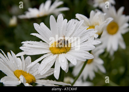 Bienen ernähren sich von Daisy Stockfoto