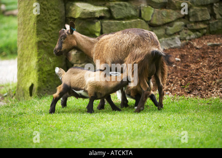 Nanny Goat Spanferkel ihr junges Kind Stockfoto