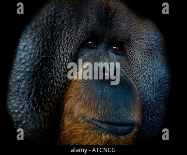 Pongo Pygmaeus Nahaufnahme Portrait trauriges würdevolles Gesicht Orangutan Gefangenschaft Zoo. Stockfoto