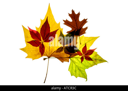 Eine Auswahl an rot orange grün gelb gold und braun Herbst / Herbst Blätter auf einem reinen weißen Hintergrund. Stockfoto
