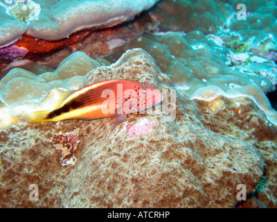 Sommersprossiges Hawkfish, Paracirrhites Forsteri, ruht auf Korallenriff 5. Februar 2008, Similan Inseln, Andamanensee, Thailand Stockfoto