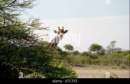 Neugierige giraffe Spähen hinter einer Akazie im Etosha National Park, Namibia, Südafrika Stockfoto