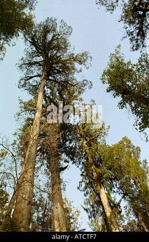 Fern Tree Forest, Lake Matheson, Fjordland, Südinsel, Neuseeland. Stockfoto