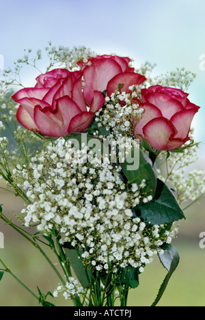 Ein Blumenstrauß mit rosa Rosen und weißen Schleierkraut Stockfoto