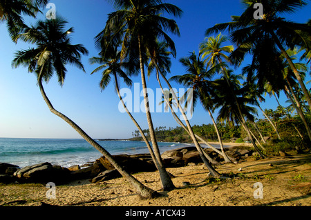 Tangalla Strand Sri Lanka Baum Palmeninsel Seesand Stockfoto