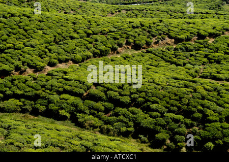 TEAFACTORY lokale weibliche Teepupfer trägt traditionelle Saree-Schutzkopfabdeckung Ernte von frischem grünen Teeblättern Plantage Sri Lanka Ceylon. Stockfoto