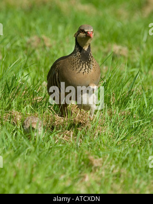 Rothuhn (Alectoris Rufa) mit jungen Küken in einer Sommerwiese Stockfoto