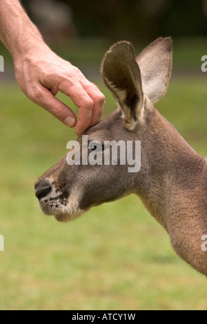 Ein Känguruh streicheln Stockfoto