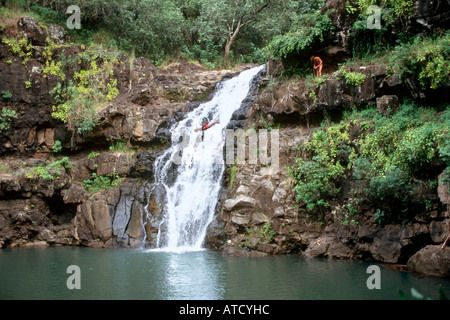 Klippenspringer bei Waimea Falls, Waimea Falls Park, North Shore, Oahu, Hawaii, USA Stockfoto