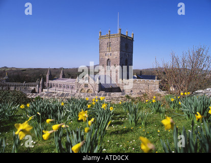 St. Davids Kathedrale im Frühling mit Narzissen im Vordergrund St. Davids Tyddewi Pembrokeshire West Wales UK Stockfoto