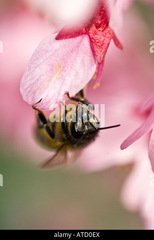 Ornamentale Kirsche Prunus Okame Biene Apis Mellifera Stockfoto