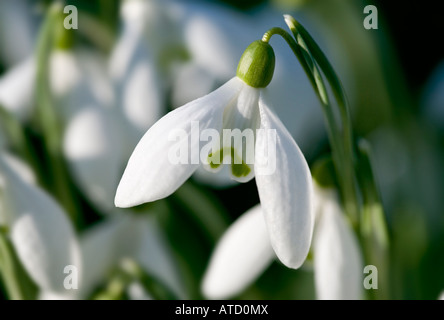 Schneeglöckchen in natürlicher Umgebung im Spätwinter erschossen.  LATEINISCHER NAME: Galanthus Stockfoto