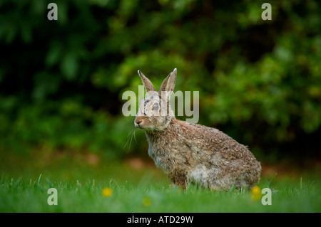 Europäischen Wildkaninchen Oryctolagus Cuniculus Warnung in einem Hahnenfuß-Feld in England suchen Stockfoto