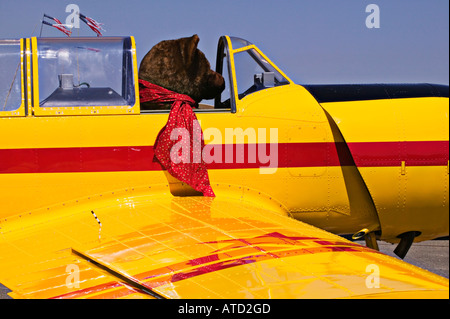 Großer Teddybär sitzt im Flugzeug-cockpit Stockfoto