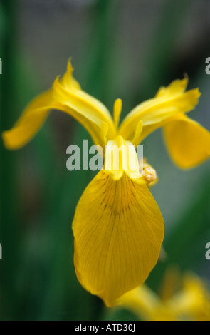 Gelbes Wasser Iris Pseudacorus Nahaufnahme von gelben Blütenblättern Stockfoto