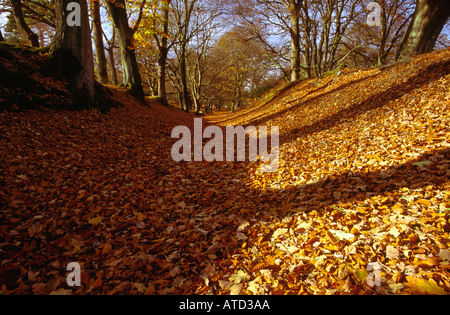 Teppich aus Buche Herbst Blätter Stockfoto