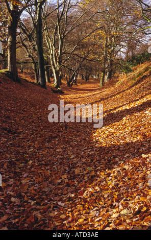 Teppich aus Buche Herbst Blätter Stockfoto