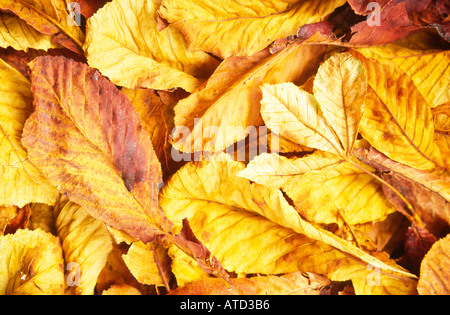 Herbst Rosskastanie Blätter genommen in natürlichem Licht im Upcerne Village in Dorset county England UK Stockfoto