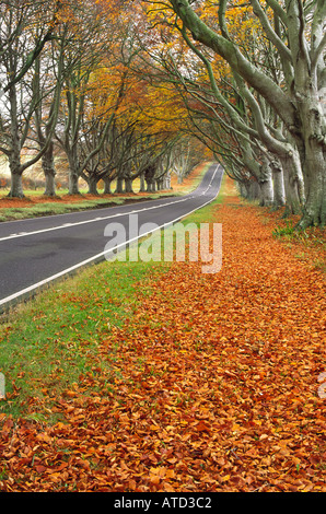 Buche Bäume Avenue in Dorset county England UK Stockfoto