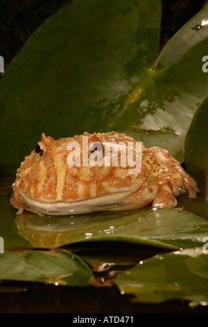 Albino-Horn-Frosch Stockfoto