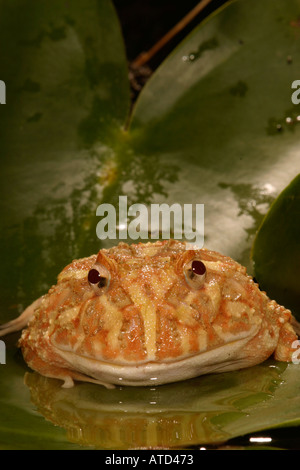 Albino-Horn-Frosch Stockfoto