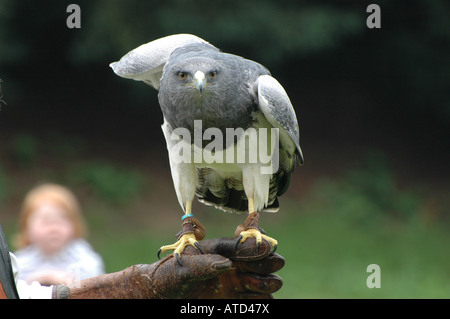 Falknerei, Warwick Castle Stockfoto