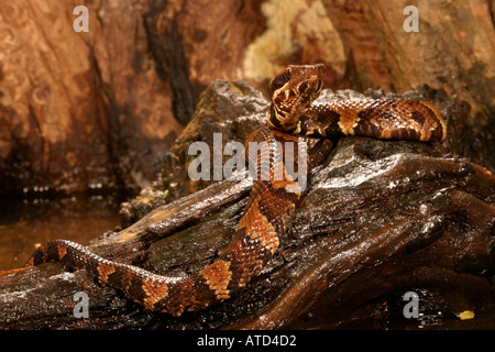 Cottonmouth Schlange Stockfoto