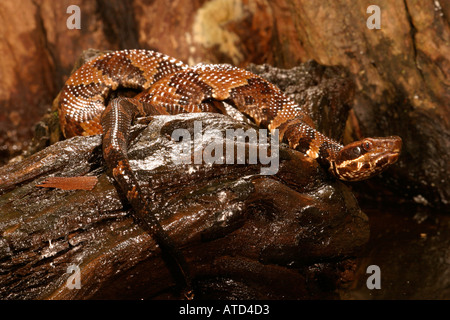 Cottonmouth Schlange Stockfoto