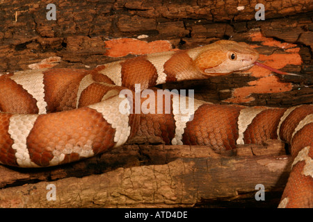 Trans-Pecos Copperhead Schlange Stockfoto