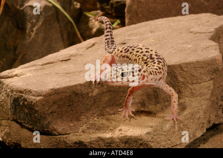 Leopardgecko Stockfoto