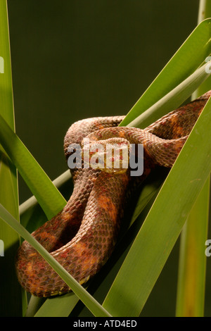 Wimpern-Viper Stockfoto