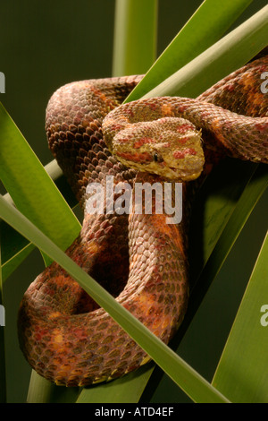 Wimpern-Viper Stockfoto