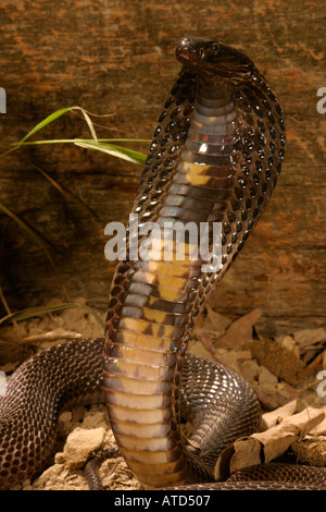 Schwarzen pakistanische Kobra