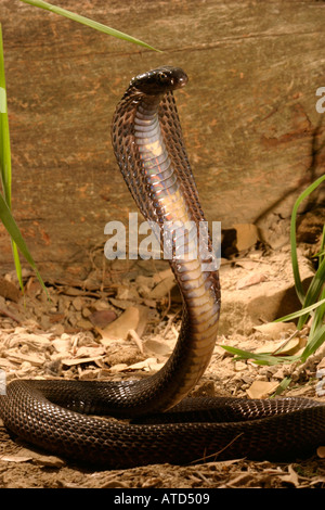 Schwarzen pakistanische Kobra
