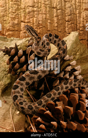 Altrosa Pygmy Rattlesnake Stockfoto