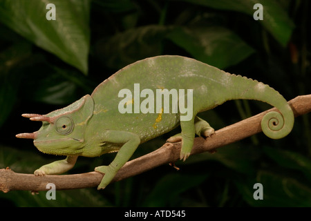 Usambara 3 Horn Chamäleon Stockfoto