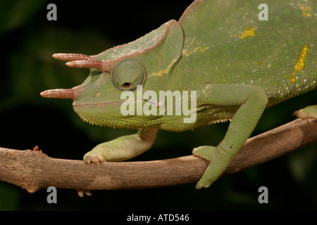 Usambara 3 Horn Chamäleon Stockfoto