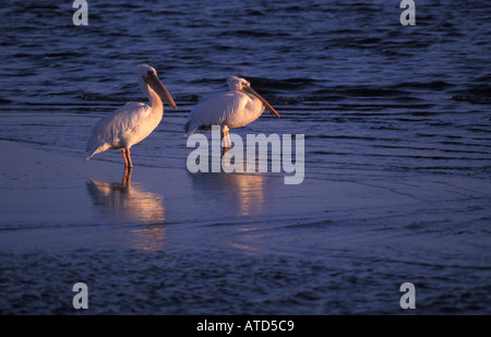 Wichtigste Hafenstadt Walvis Bay in Namibia der Lagune ist Namibias wichtigste Feuchtgebiet mit Flamingos und seltene weiße Pelikane Stockfoto